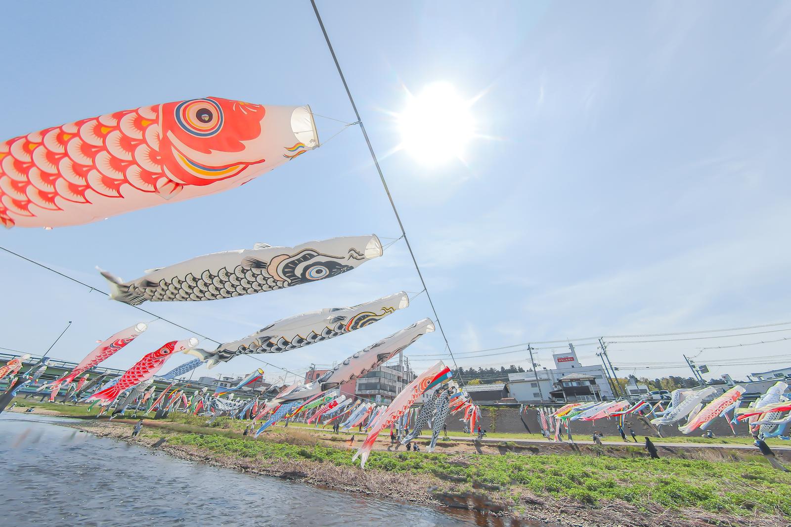加茂川 鯉のぼり